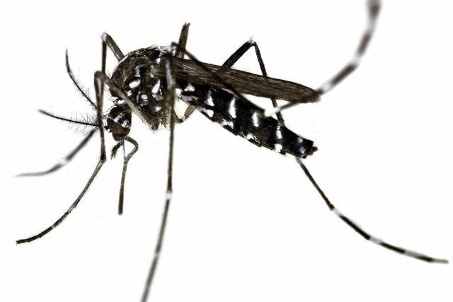 Gefährliche Mückenarten erreichen den Oberrhein