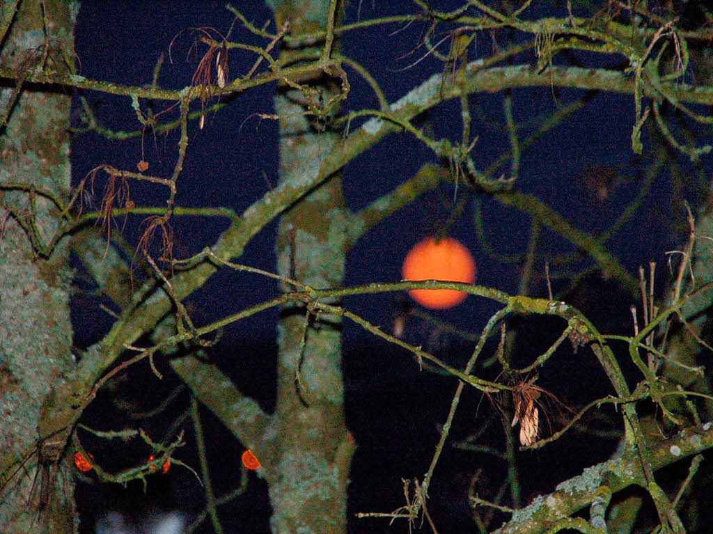 Verena Pfeiffer: "Verstelung bei Vollmond".