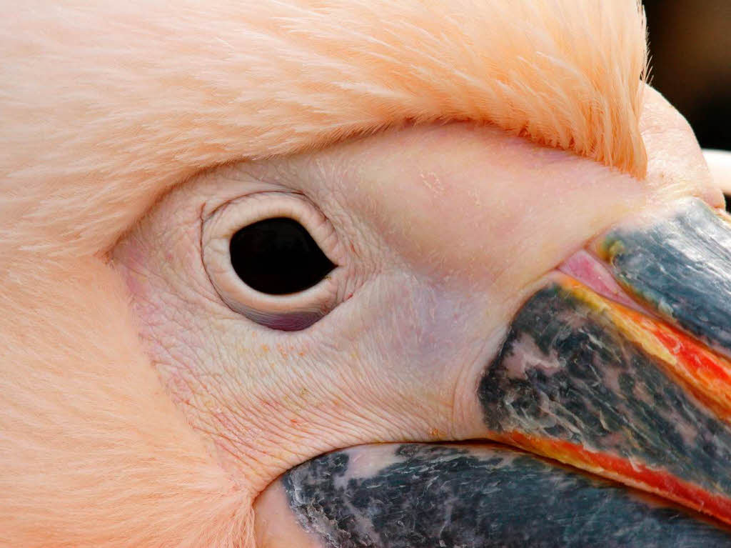 Dieter Fischer: Titel: „auf Augenhhe“ und zeigt eine Detailaufnahme eines Pelikans Fotografiert wurde er im Basler Zoo.