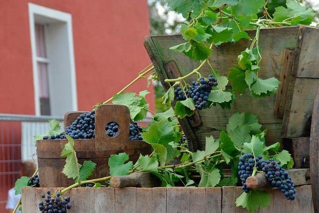 Fotos: Das Weinfest in Wolfenweiler