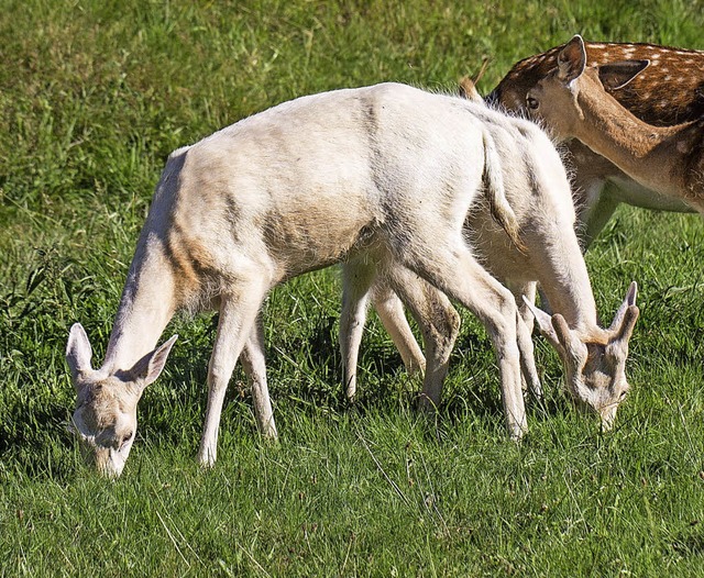 Der weie Damhirsch Willi (rechts) ist...sattraktion im Gehege der Tannenmhle.  | Foto: Chris Seifried