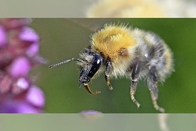 Bienen in Gefahr