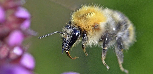 Von der Faulbrut bedroht: die Honigbiene   | Foto: DPA