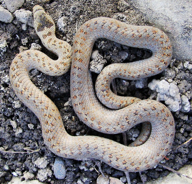 Schlingnatter Alttier; Reptil des Jahr...em Garten in Weil am Rhein aufgenommen  | Foto: Walter Rupp