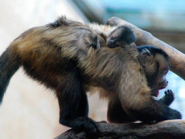 Das kleine Kapuzinerffchen schlft auf dem Rcken seiner Mutter.   | Foto: Thomas Loisl Mink