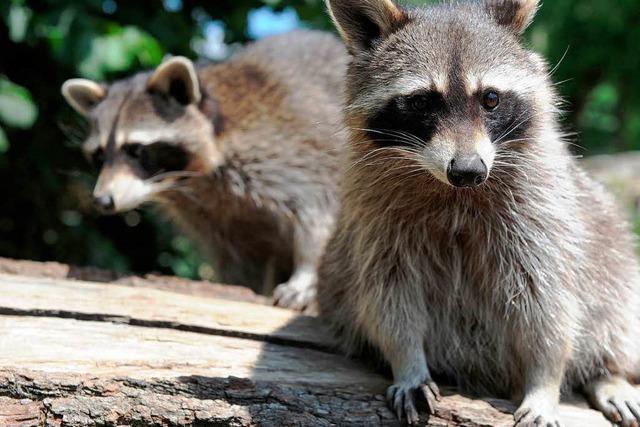 Ungebetene Urlaubsgste: Waschbren verwsten Haus