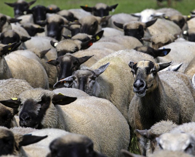 Schafe wollen gut gehtet sein. Ein  S...m Tag der Landwirtschaft in Lenzkirch.  | Foto: DPA