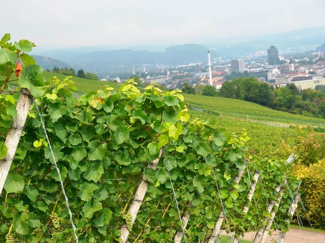 Am Tllinger Berg reift nach den Erwar...n der Winzer ein guter Jahrgang heran.  | Foto: Nikolaus Trenz