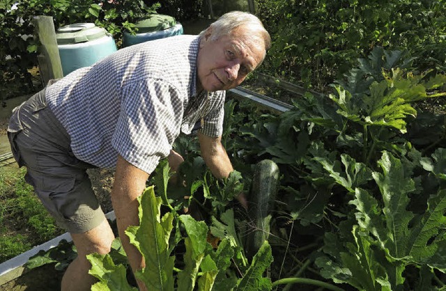 Walter Mller inspiziert seine Zucchini-Ernte.   | Foto: Dorothee Philipp