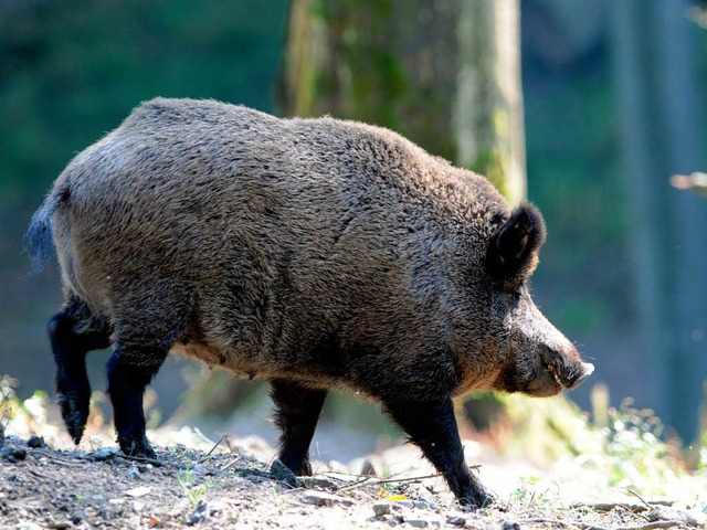 In Baden-Wrttemberg gibt es geschtzt 50.000 Wildschweine.  | Foto: dpa