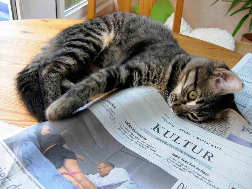 Das Ktzchen Lilly hat eine Vorliebe fr Kultur.