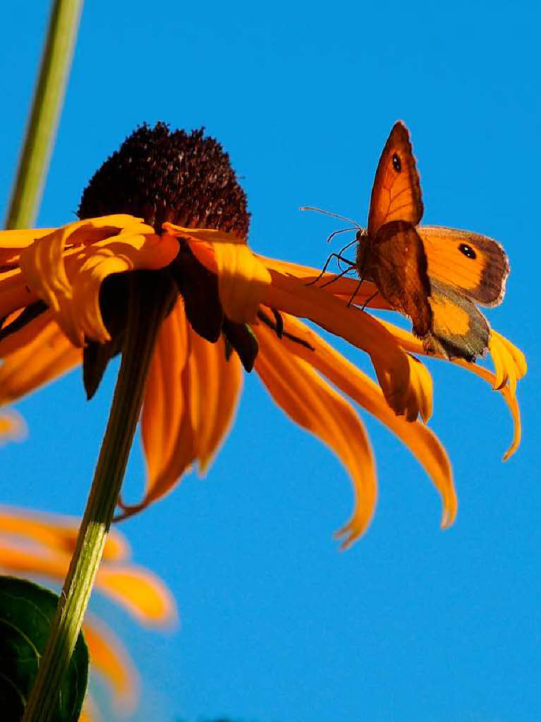Schmetterling auf der heimischen Terrasse 