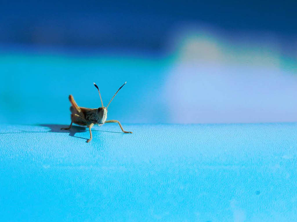 Ein Gast im Gartenpool