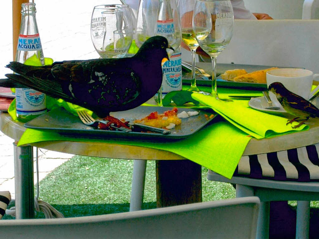 Caf in Meran:  Rabe und  Spatz teilen brderlich