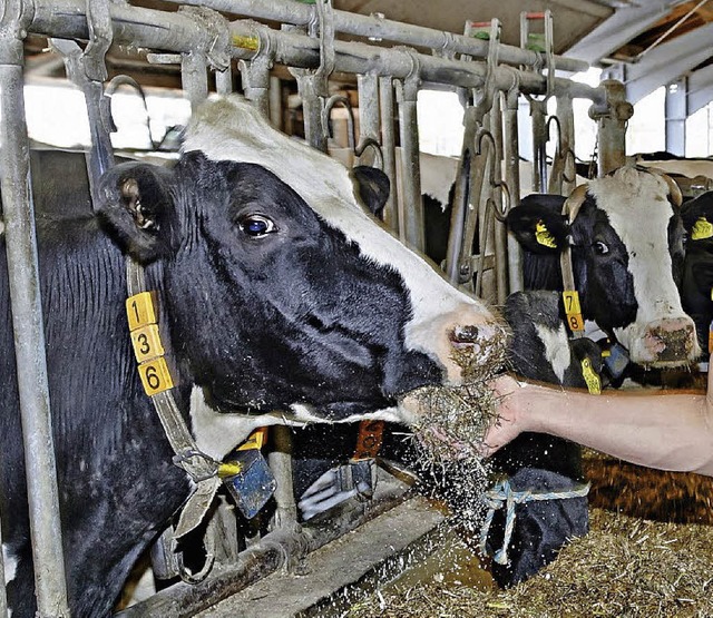 160 Khe liefern die Milch, die von de...enen Molkerei weiterverarbeitet wird.   | Foto: Patrick Reimann