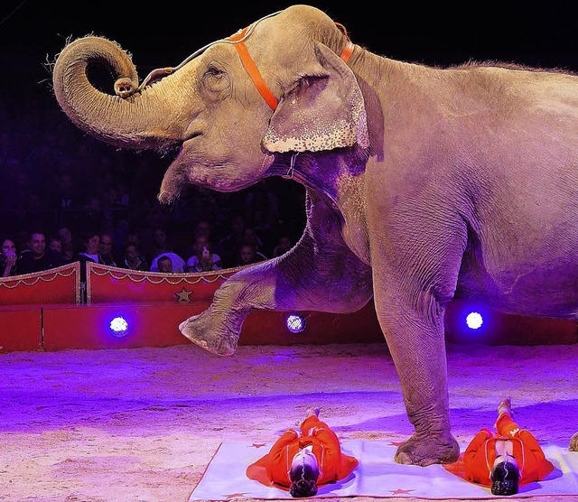 Zirkus Charles Knie; Elefanten Elvis Errani  | Foto: Zirkus Charles Knie