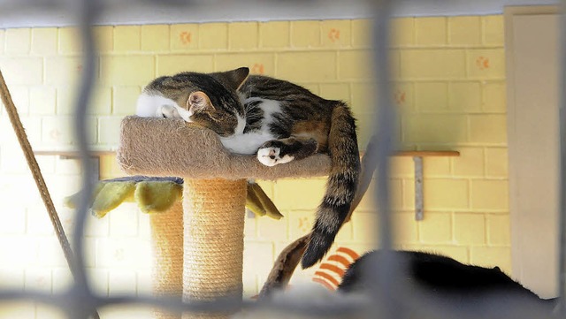 Unbeeindruckt scheint diese Katze vom ...en Treiben beim Tierheimfest zu sein.   | Foto: Wolfgang Knstle