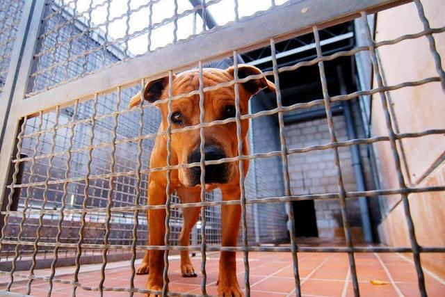 Fotos: Tierheimfest in Lahr