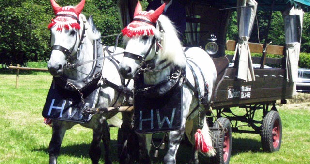 Gespann mit zwei prchtigen Schimmeln beim Tag des Pferdes   | Foto: Archivbilder: Maja Tolsdorf