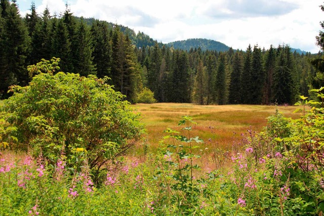 Das Hinterzartener Moor ist mit seinen 70 Hektar das grte Moor im Schwarzwald.  | Foto: Ute Maier