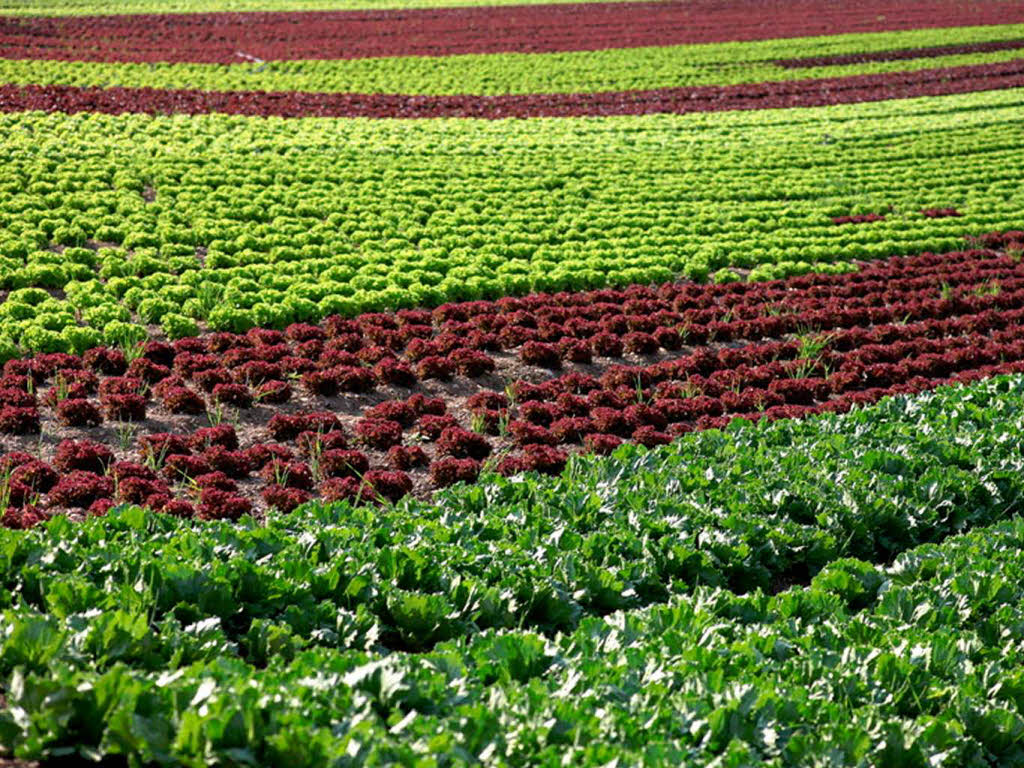 Reiner Bauer: Salat in Reih und Glied