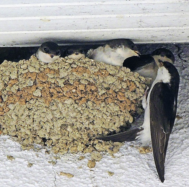 Brtet in zehn Nestern ihren Nachwuchs...h der Bckerei Mller sichtlich wohl.   | Foto: Andrea Zeugner