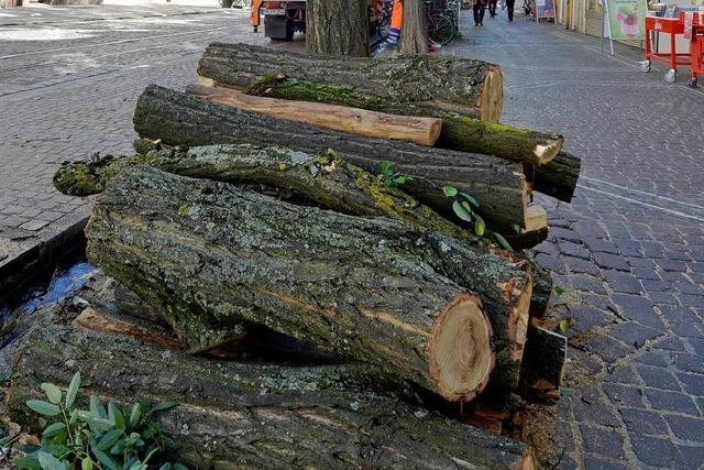 Gestresste Robinien: Kranke Bäume in der Bertoldstraße werden gefällt