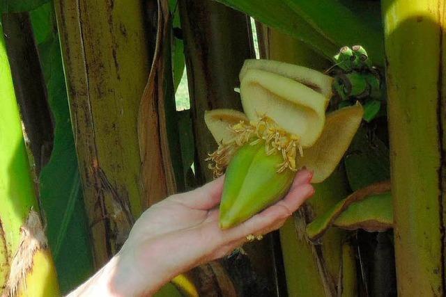 Bananenpalme in Niederhof trgt nach 10 Jahren erstmals Frchte