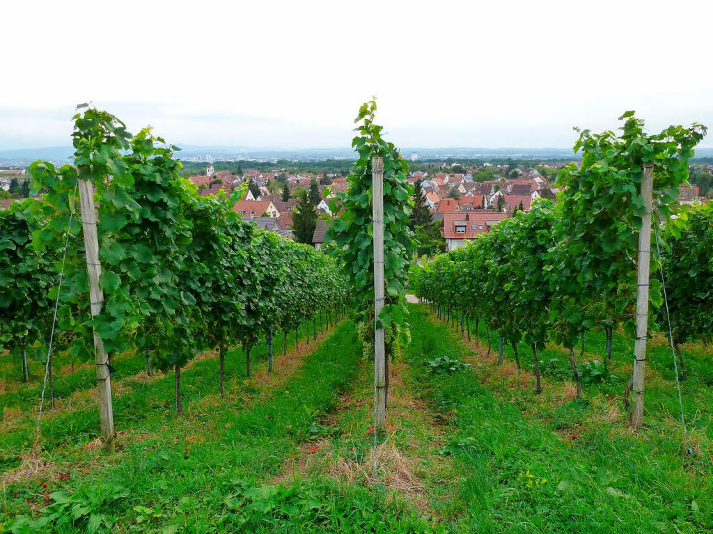 Hans-Dieter Nagel: In Reih und Glied stehen die Reben am Tllinger und geben den Blick frei, auf die ungeordneten" Hausdchervon Haltingen.