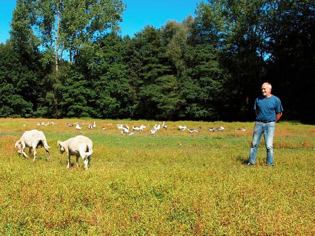 Die Wiltshire-Schafe von Udo Schnitter...stigt, lassen niemanden an sich heran.  | Foto: Michael Haberer