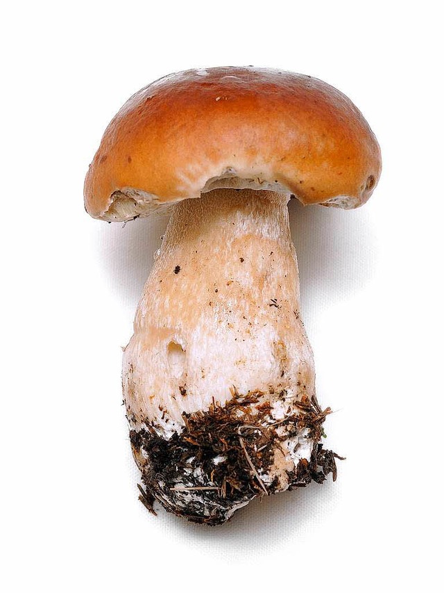 Gesucht: Der Steinpilz   | Foto: Robert/Fotolia