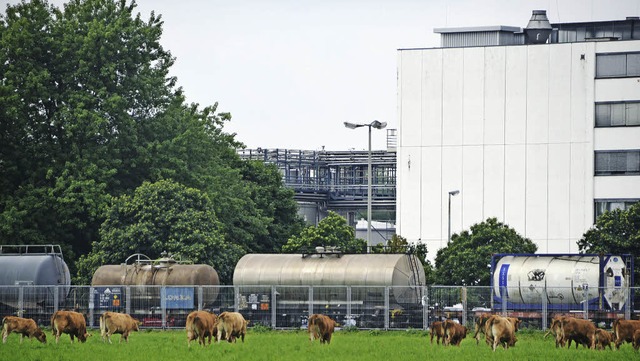 Wo heute im Gebiet Wsch Khe grasen, ...r sind Gebude der Firma DSM zu sehen.  | Foto: Ralf H. Dorweiler