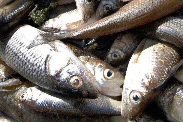 Fischsterben bleibt rtselhaft: Wie kam das Nitrit in die Brigach?