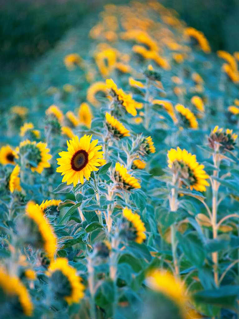 Rolf Reinert: Es entstand mit den letzten Sonnenstrahlen der untergehenden Sonne, was das Farbenspiel interessant macht.Die schattigen Bereiche "verblauen" schon und die von der Sonnen beleuchteten zeigen noch schne, warme Farben.