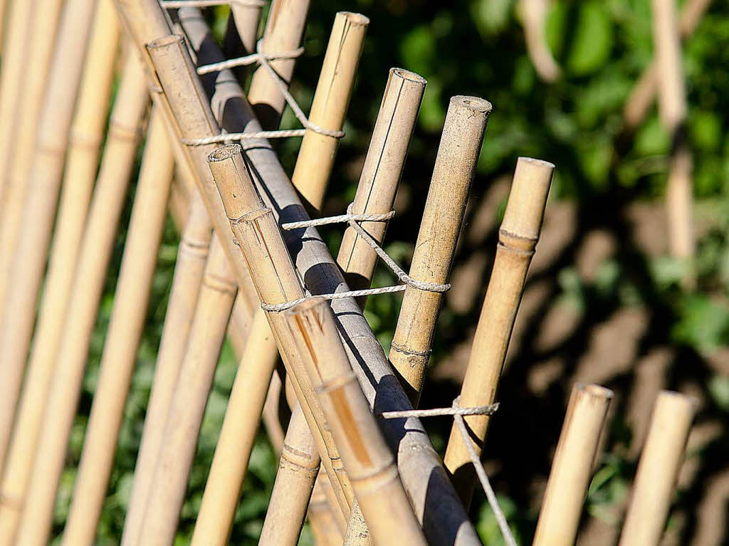 Dieter Wilhelm: Bambusgestell in einem Garten zum Hochziehen von Erbsen