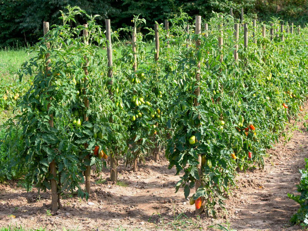 Michael Basler: Strauchtomaten im Kandertal