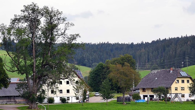 Die Esche am Lohrenhof soll bis zu   3... alt sein und ist etwa 30 Meter hoch.   | Foto: A. Wehrle