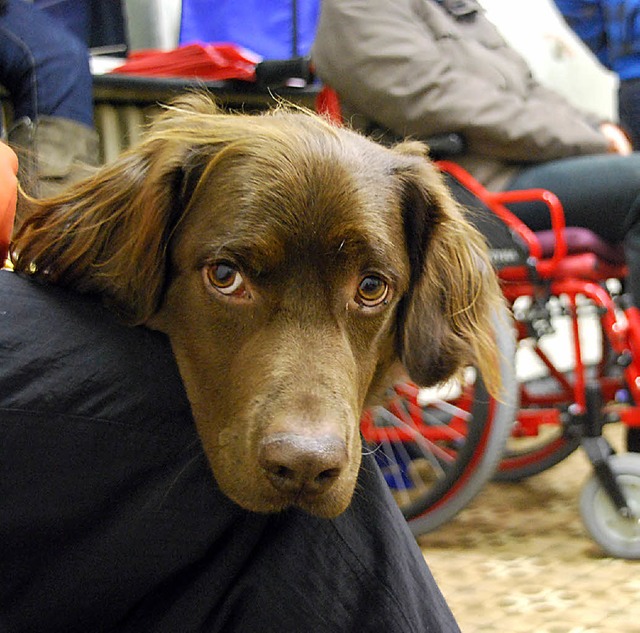 Hundebesuch im Altersheim erfreut laut DRK alle Beteiligten.   | Foto: ZVG