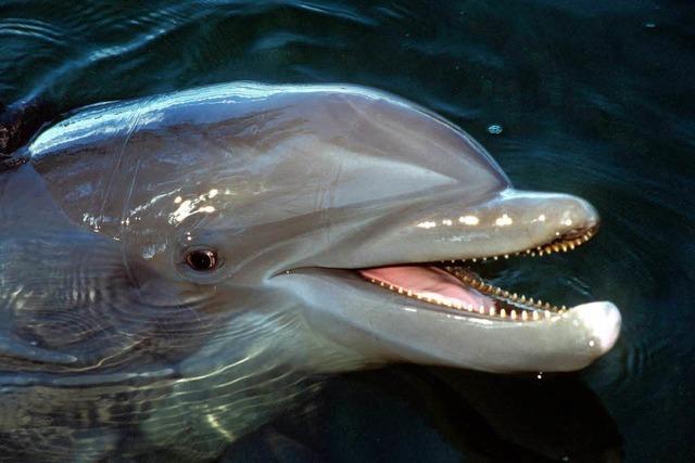 Delfinsterben in den USA – Experten rätseln