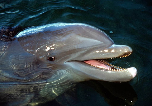 Ein Virus soll die Delfine tten.   | Foto: dpa
