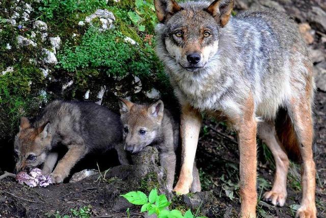 Wolfswelpen im Elsass entdeckt