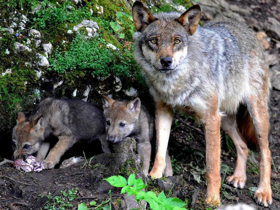 Wolfswelpen Im Elsass Entdeckt Elsass Badische Zeitung