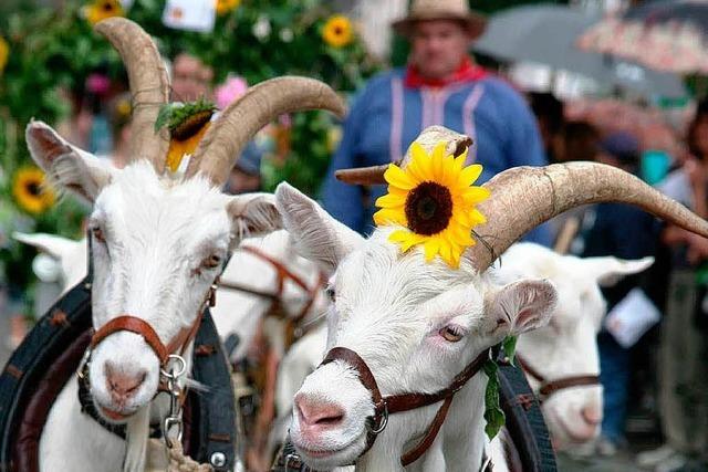 Fotos: Umzug beim Kippenheimer Dorffest