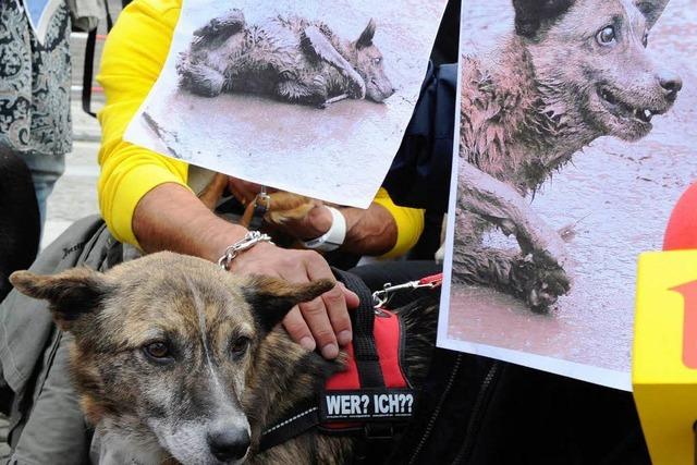 Straßenhunde töten Jungen in Bukarest