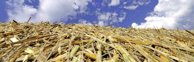 Abgeerntet: Die Getreideernte verlief ...den Ergebnissen des Vorjahres 2012.     | Foto: Siegfried gollrad
