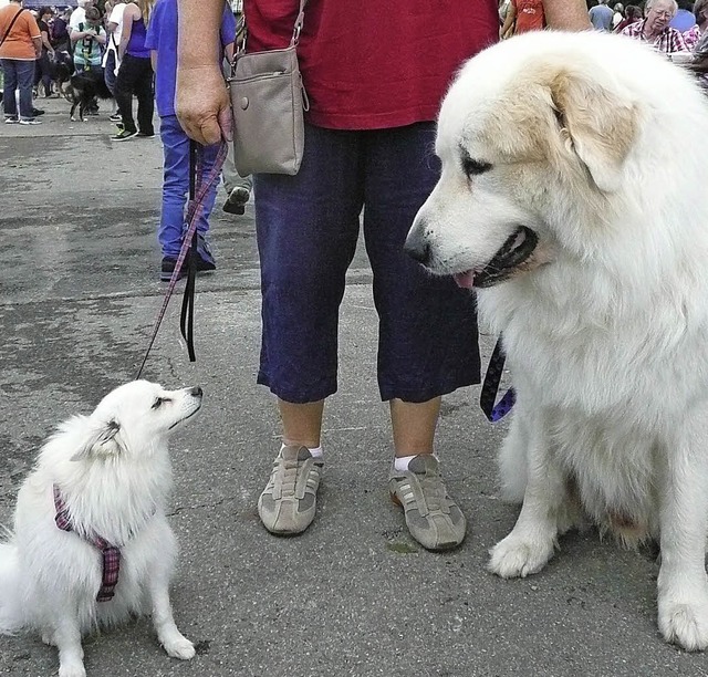 &#8222;Na Kleiner, gefltts Dir  beim Tierheimfest?&#8220;   | Foto: Danielle Hirschberger