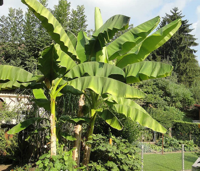 Prchtig steht sie da, die Bananenstaude bei Multners im Enkendorf.  | Foto: Hansjrg Bader