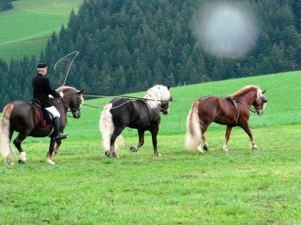 Impressionen vom Rossfest in St. Mrgen.