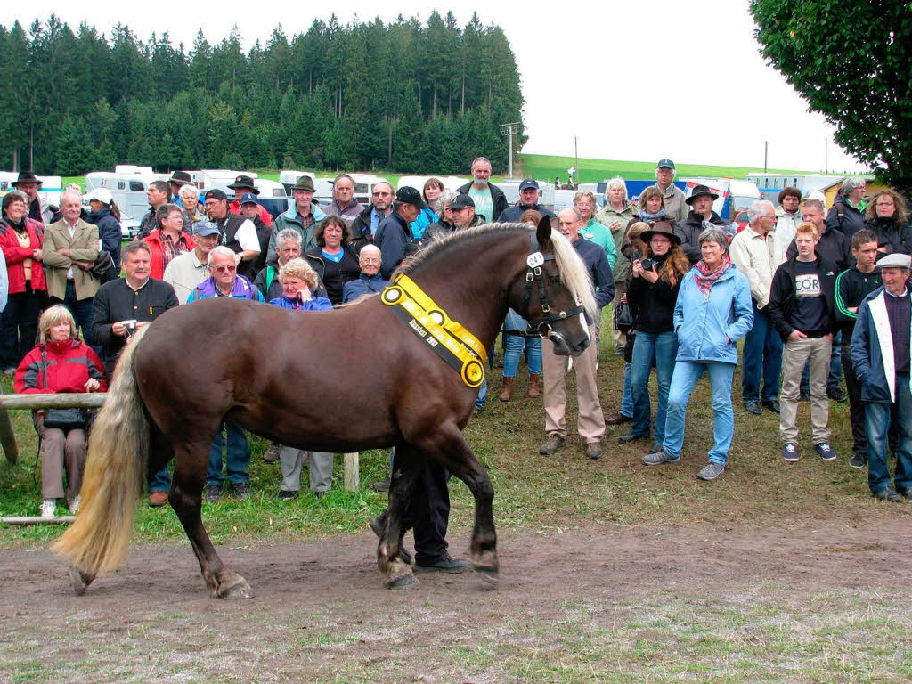 Impressionen vom Rossfest in St. Mrgen.