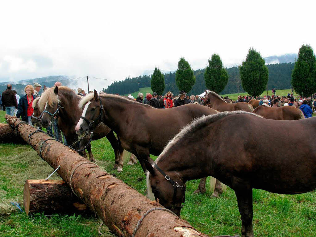 Impressionen vom Rossfest in St. Mrgen.